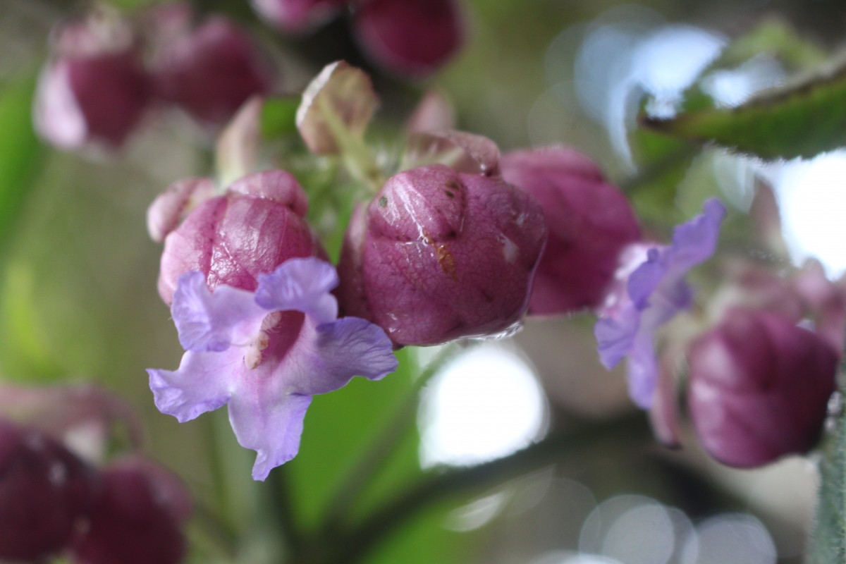 Strobilanthes lupulina Nees